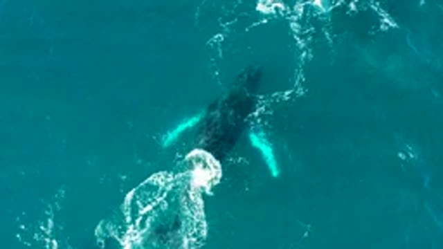 EL TULE LOS CABOS BCS MEXICO-2022: Whale Tail Slapping and Swimming in Ocean