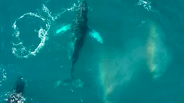 EL TULE LOS CABOS BCS MEXICO-2022: Humpback Whales Breaching and Surfacing in Ocean