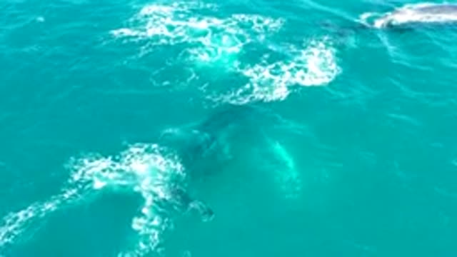 EL TULE LOS CABOS BCS MEXICO-2022: Whales Surfacing and Creating Water Splashes