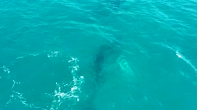 EL TULE LOS CABOS BCS MEXICO-2022: Whale Gliding Underwater in Turquoise Ocean