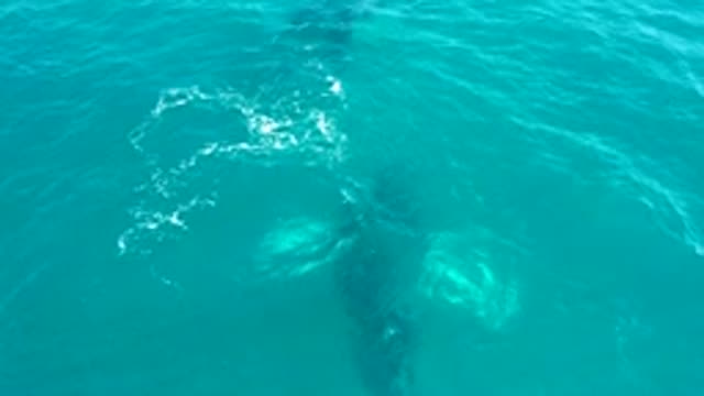 EL TULE LOS CABOS BCS MEXICO-2022: Humpback Whale Surfacing in Turquoise Ocean Water
