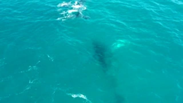 EL TULE LOS CABOS BCS MEXICO-2022: Whale Gliding in Turquoise Ocean Waters