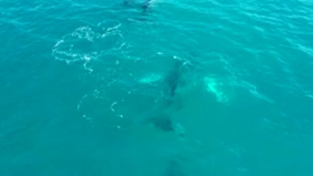 EL TULE LOS CABOS BCS MEXICO-2022: Whale Gliding Beneath Clear Turquoise Ocean Surface