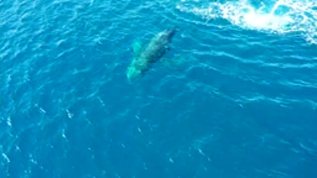 BUZZARDS EAST CAPE LOS CABOS BCS MEXICO-2022: Humpback Whale Swimming in Clear Blue Ocean