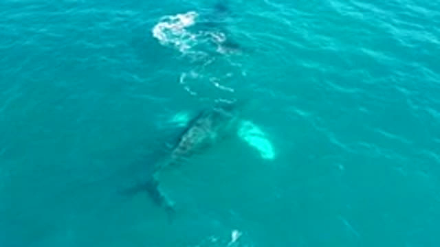 EL TULE LOS CABOS BCS MEXICO-2022: Whale Swimming in Clear Blue Ocean Water
