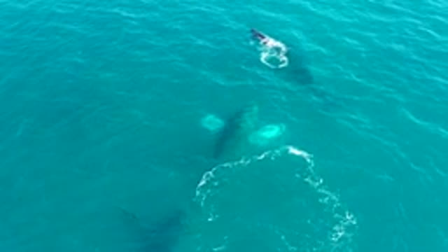 EL TULE LOS CABOS BCS MEXICO-2022: Whales Swimming and Creating Bubble Rings in Ocean