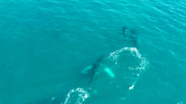 EL TULE LOS CABOS BCS MEXICO-2022: Whales Surfacing in Turquoise Ocean Water