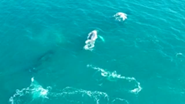 EL TULE LOS CABOS BCS MEXICO-2022: Humpback Whales Surfacing in Turquoise Ocean Water