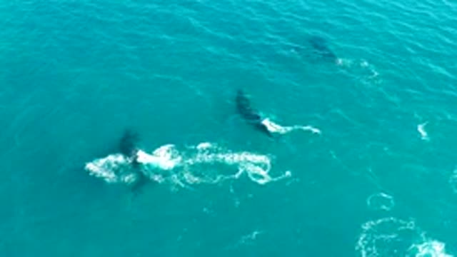 EL TULE LOS CABOS BCS MEXICO-2022: Whales Swimming in Turquoise Ocean