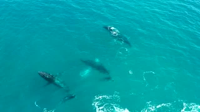 EL TULE LOS CABOS BCS MEXICO-2022: Humpback Whales Surfacing and Breaching in Ocean