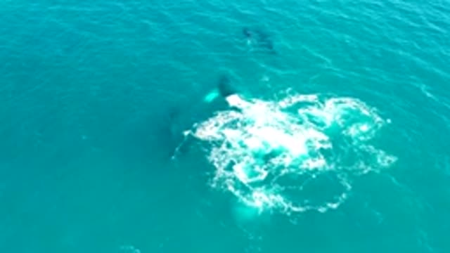 EL TULE LOS CABOS BCS MEXICO-2022: Whales Breaching and Splashing in Ocean