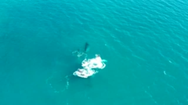 EL TULE LOS CABOS BCS MEXICO-2022: Whale Breaching in Turquoise Ocean
