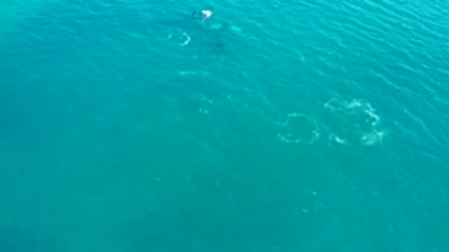 EL TULE LOS CABOS BCS MEXICO-2022: Whale Surfacing and Splashing in Turquoise Ocean