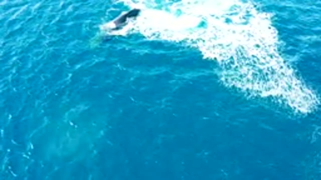 BUZZARDS EAST CAPE LOS CABOS BCS MEXICO-2022: Whale Submerging in Clear Blue Ocean