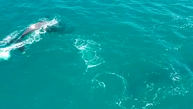 EL TULE LOS CABOS BCS MEXICO-2022: Whale Surfacing and Diving in Clear Ocean Water