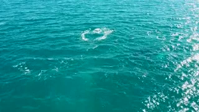 EL TULE LOS CABOS BCS MEXICO-2022: Marine Animal Surface Splash in Turquoise Ocean