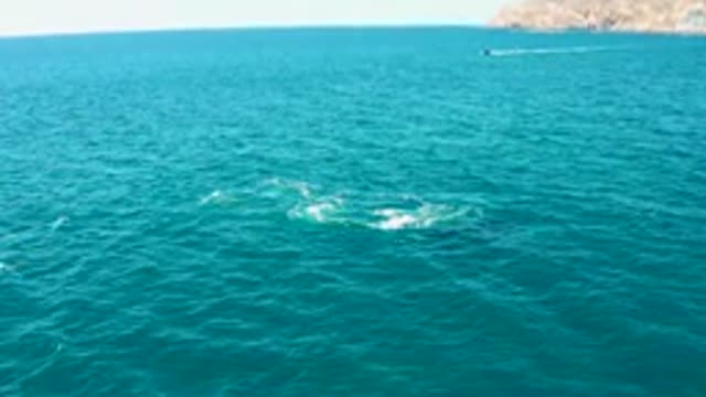 EL TULE LOS CABOS BCS MEXICO-2022: Marine Animals Creating Splashes in Ocean Water