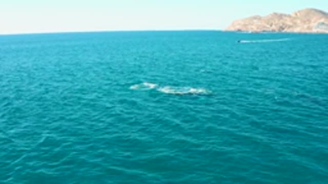 EL TULE LOS CABOS BCS MEXICO-2022: Whale Surfacing in Clear Blue Ocean