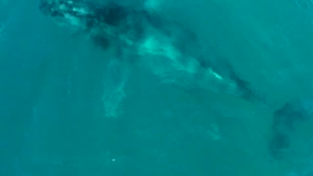 EL TULE LOS CABOS BCS MEXICO-2022: Humpback Whale Surfacing in Turquoise Water