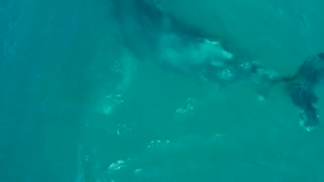 EL TULE LOS CABOS BCS MEXICO-2022: Whale and Calf Swimming in Clear Ocean Water