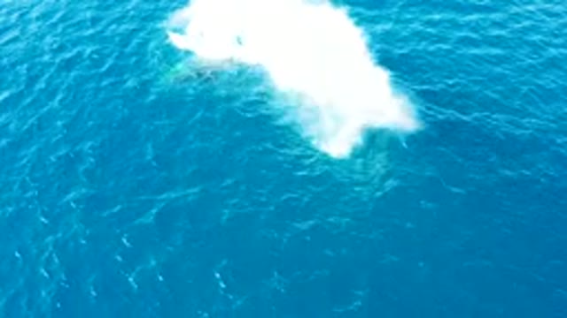 BUZZARDS EAST CAPE LOS CABOS BCS MEXICO-2022: Whale Surfacing and Spouting in Ocean