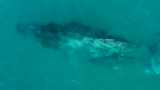 EL TULE LOS CABOS BCS MEXICO-2022: Humpback Whale and Calf Swimming in Clear Water