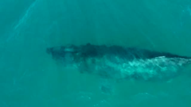 EL TULE LOS CABOS BCS MEXICO-2022: Humpback Whale Swimming Near Ocean Surface
