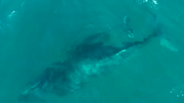 EL TULE LOS CABOS BCS MEXICO-2022: Whale and Calf Gliding Through Turquoise Ocean