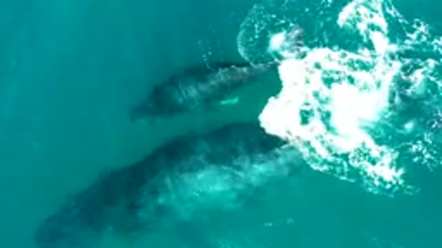 EL TULE LOS CABOS BCS MEXICO-2022: Two Whales Swimming in Clear Ocean Water