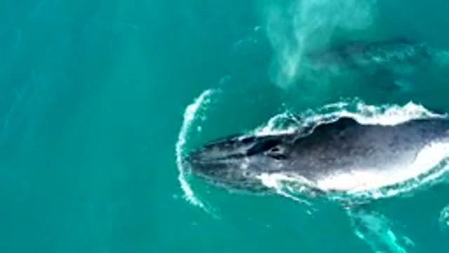 EL TULE LOS CABOS BCS MEXICO-2022: Humpback Whale and Calf Swimming in Turquoise Water