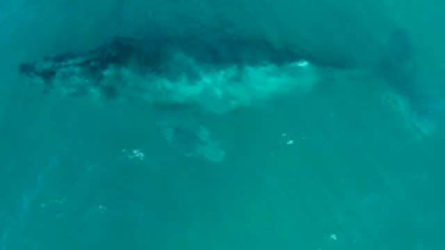 EL TULE LOS CABOS BCS MEXICO-2022: Humpback Whale Swimming in Clear Ocean Water