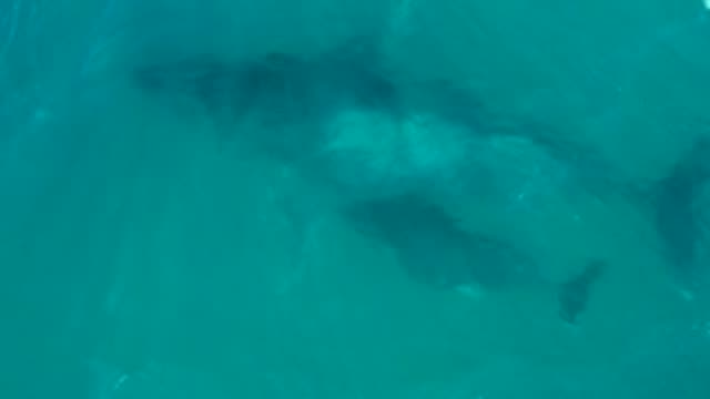 EL TULE LOS CABOS BCS MEXICO-2022: Humpback Whale and Calf Swimming in Clear Water