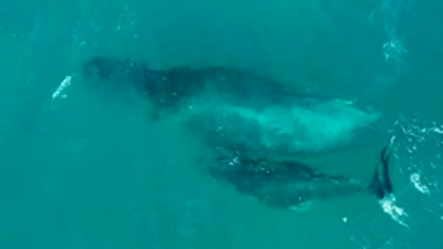 EL TULE LOS CABOS BCS MEXICO-2022: Humpback Whale and Calf Gliding in Turquoise Water