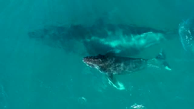 EL TULE LOS CABOS BCS MEXICO-2022: Humpback Whale Calf Swimming with Adult