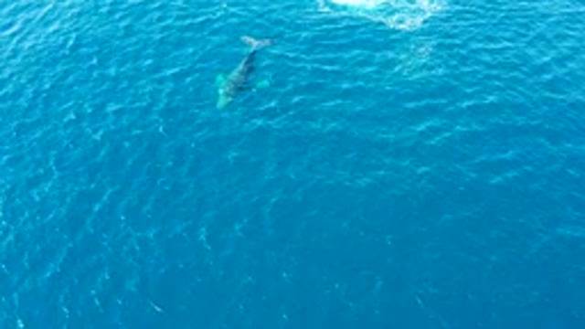 BUZZARDS EAST CAPE LOS CABOS BCS MEXICO-2022: Whale Tail Fluking in Open Ocean