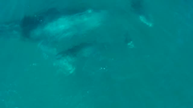 EL TULE LOS CABOS BCS MEXICO-2022: Whale and Calf Swimming Underwater