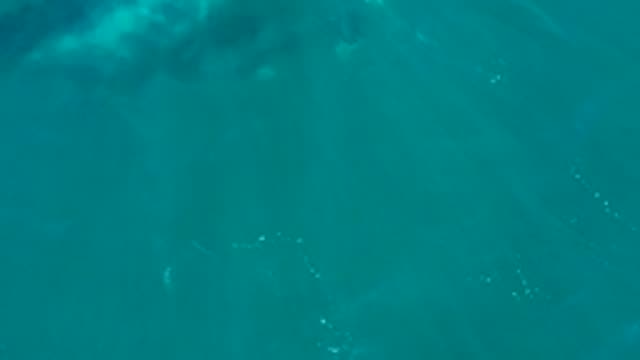 EL TULE LOS CABOS BCS MEXICO-2022: Humpback Whale Swimming in Clear Turquoise Water