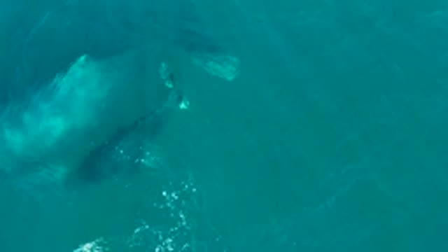 EL TULE LOS CABOS BCS MEXICO-2022: Whale and Calf Swimming in Turquoise Ocean Water