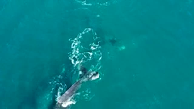 EL TULE LOS CABOS BCS MEXICO-2022: Humpback Whales Surfacing in Turquoise Ocean