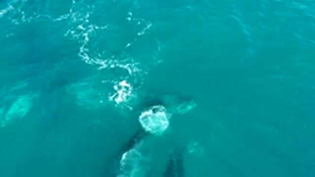 EL TULE LOS CABOS BCS MEXICO-2022: Whales Surfacing and Splashing in Turquoise Ocean
