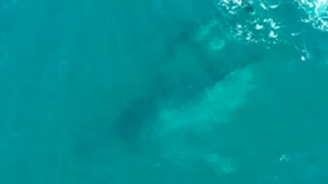 EL TULE LOS CABOS BCS MEXICO-2022: Whale Gliding Underwater in Clear Turquoise Ocean