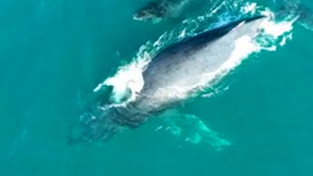 EL TULE LOS CABOS BCS MEXICO-2022: Humpback Whale Submerging in Turquoise Ocean
