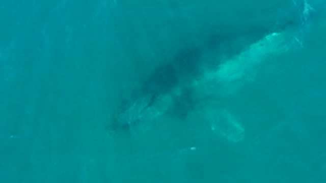 EL TULE LOS CABOS BCS MEXICO-2022: Humpback Whale Swimming in Clear Turquoise Water