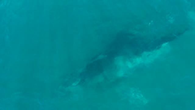 EL TULE LOS CABOS BCS MEXICO-2022: Humpback Whale Gliding in Clear Turquoise Ocean Water