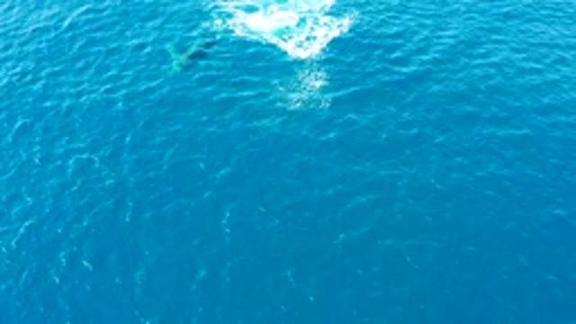 BUZZARDS EAST CAPE LOS CABOS BCS MEXICO-2022: Humpback Whale Swimming in Ocean From Above
