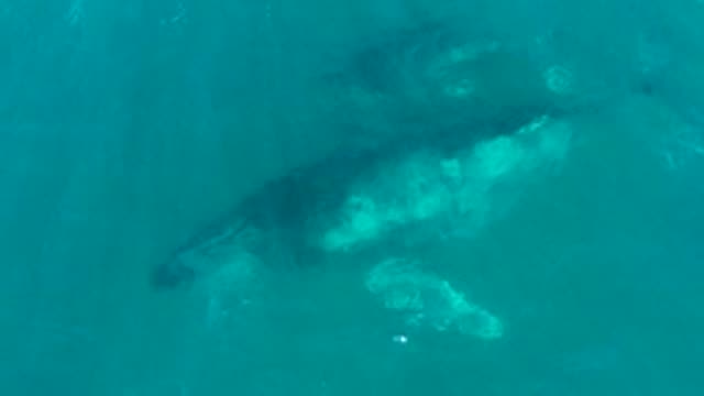 EL TULE LOS CABOS BCS MEXICO-2022: Humpback Whale and Calf Swimming in Clear Water