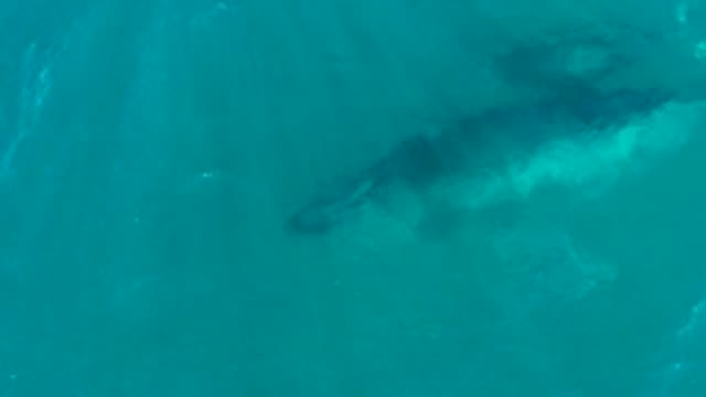 EL TULE LOS CABOS BCS MEXICO-2022: Humpback Whale Swimming in Clear Turquoise Water