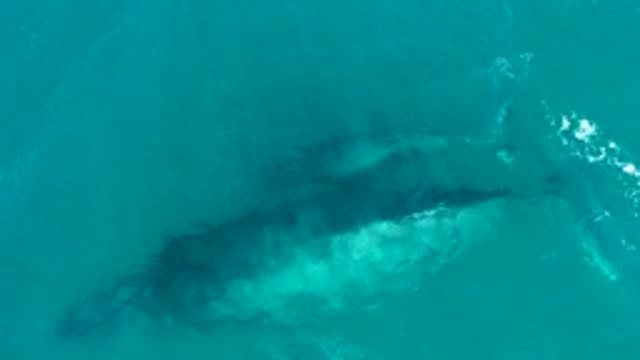 EL TULE LOS CABOS BCS MEXICO-2022: Whale Swimming in Clear Turquoise Ocean Water