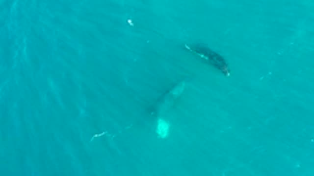 EL TULE LOS CABOS BCS MEXICO-2022: Two Whales Swimming and Surfacing in Turquoise Ocean