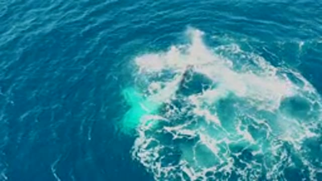 BUZZARDS EAST CAPE LOS CABOS BCS MEXICO-2022: Whale's Tail Breaking Through Ocean Surface